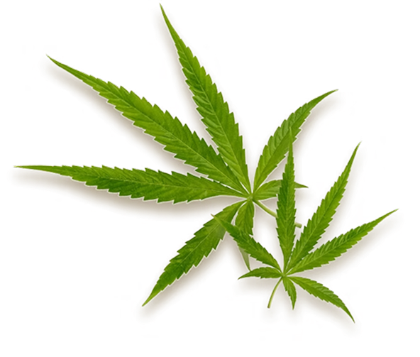 CBD Oil