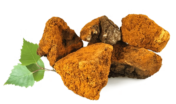Chaga Mushroom