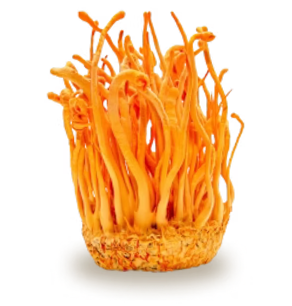 Cordyceps Mushroom