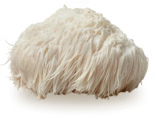 Lion's Mane Mushroom